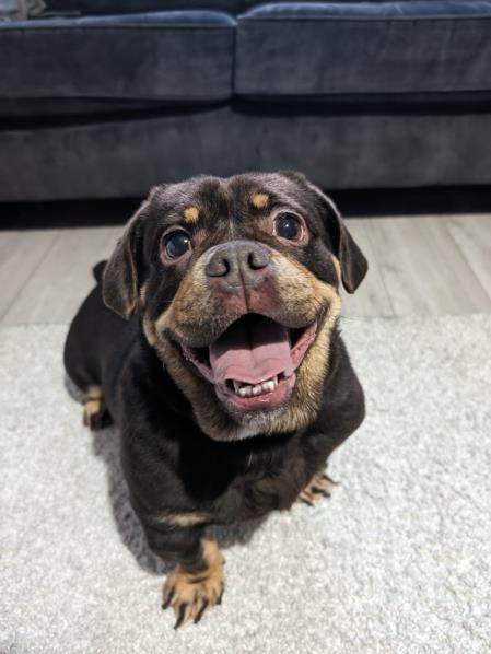 Please retweet to help Fudge find a home #LINCOLNSHIRE #UK 3 years 11 months Female Bulldog Cross 'Hi I'm Fudge and I am searching for my new family. My new friends at Jerry Green say I'm a super fussy girl once I get to know you. I love lots of fuss, treats and play time. I