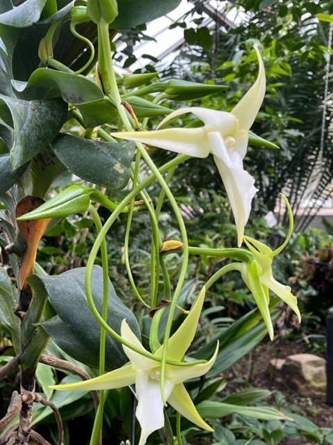 Darwin’s orchid (Angraecum sesquipedale) with its exquisite white flowers, is currently in bloom in the Eastern Tropics House – near to the jade vine. You can find out more about Darwin’s amazing discoveries in ‘Susan Calman’s Great British Cities’ tomorrow 9pm @channel5_tv.