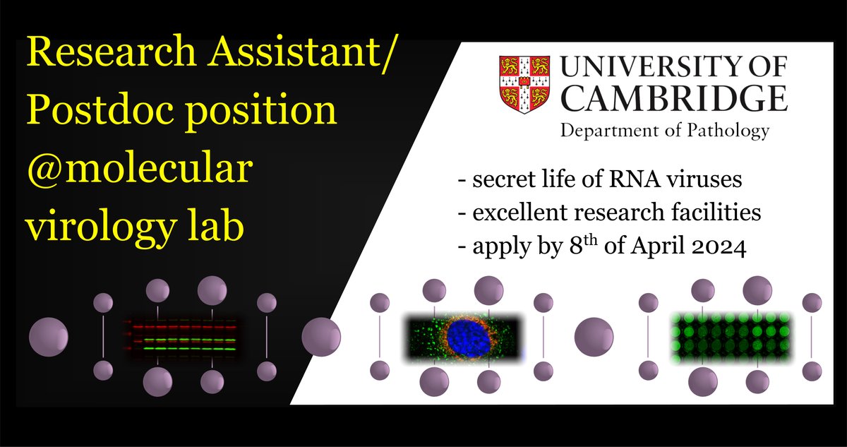 We are looking for a research assistant/#postdoc in the molecular #virology lab to work @CamPathology @Cambridge_Uni The funding is advertised for 12 months but can be extended! Please DM if interested. Please RT! jobs.cam.ac.uk/job/45802/