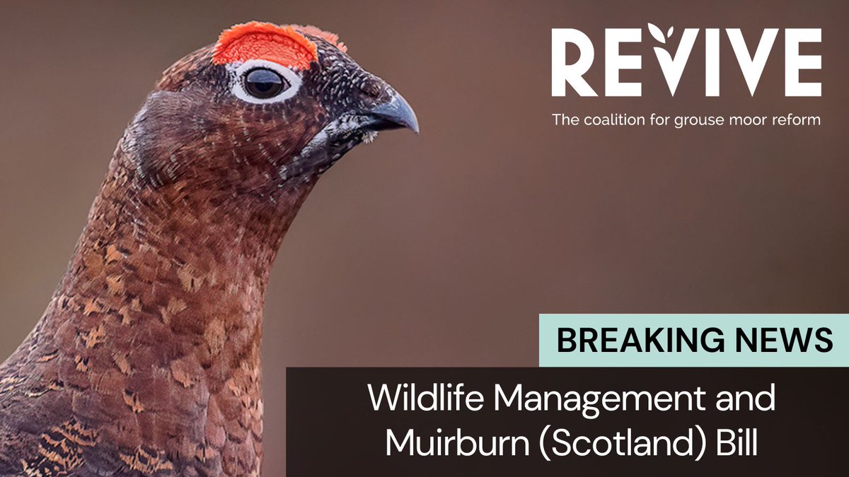 Huge news! History is made as @scotgov passes the new Wildlife Management and Muirburn (Scotland) Bill. Scotland has now banned snares, licenced grouse moors and muirburn, and placed restrictions on wildlife traps. A fantastic result and well done to all those involved!