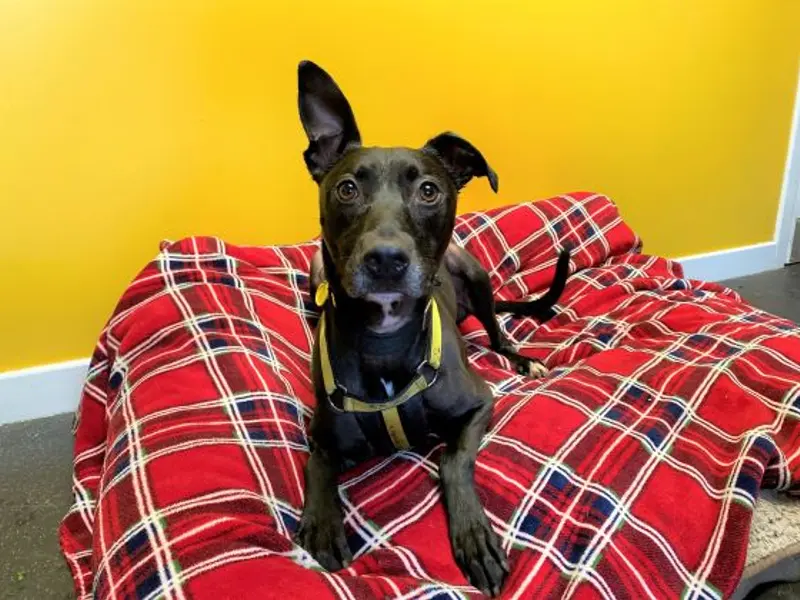 Please retweet to help Larry find a home #EDINBURGH #SCOTLAND #UK 
Clever, affectionate, active Lurcher, aged 5. He can live with children aged 14+ as the only pet in the home. He's got a super personality and will 'steal your heart'. 
Larry has been waiting for a home for over a