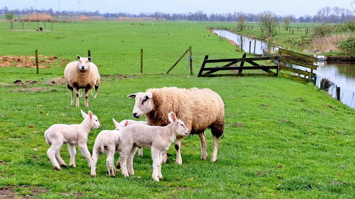 Onderwijsgek's tweet photo. Lente in #Willeskop. https://t.co/ouEuDBNwG8