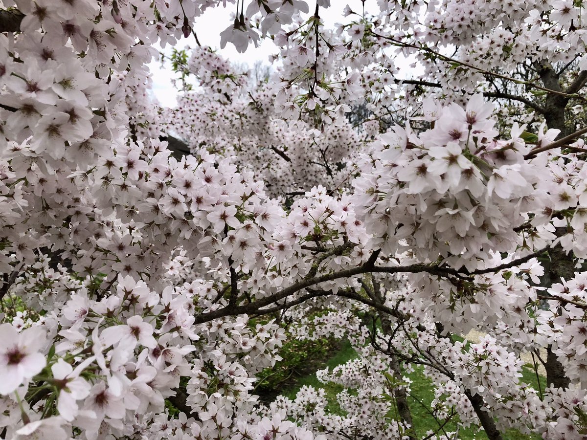 Prrrrachtig die #lente!
<a href="/010byday/">Rotterdam by Day</a>