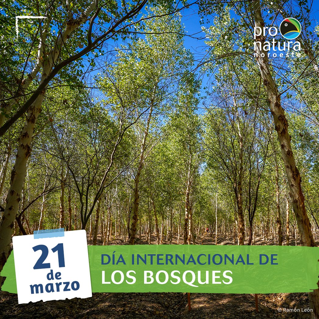 Hoy, en el Día Internacional de los Bosques, nos unimos para celebrar estos ecosistemas majestuosos que son vitales para la vida en nuestro planeta. Celebremos los bosques, no solo hoy, sino todos los días. pronatura-noroeste.org/contribuye/