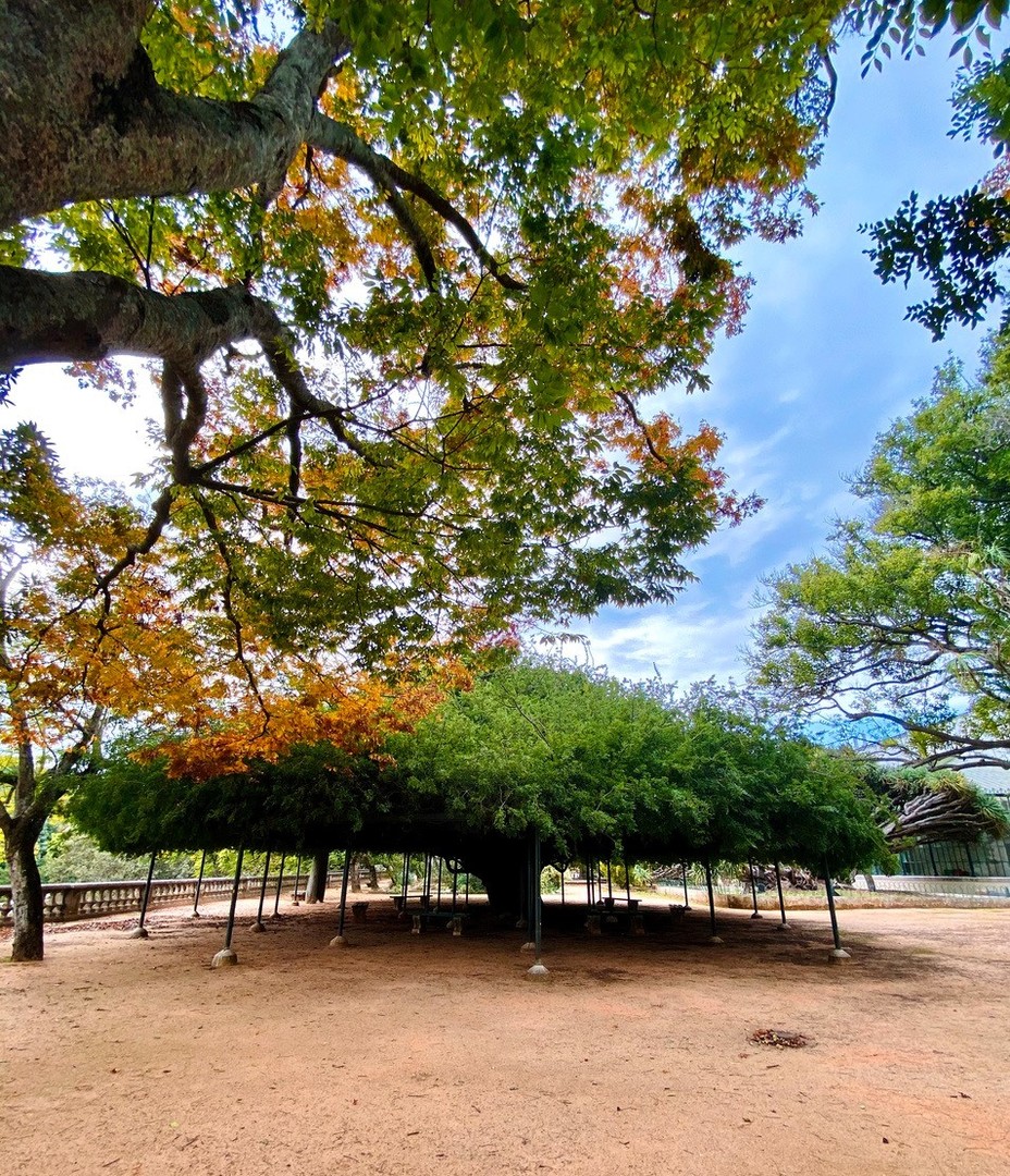 CamaraLisboa's tweet image. Dia 21 março, é o Dia Mundial da #Árvore e da Floresta. Conheça uma árvore com história, a “Schotia speciosa“ que mora no Jardim Botânico da Ajuda.
Com 180 anos deve ter muitas histórias para contar!
#Lisboa