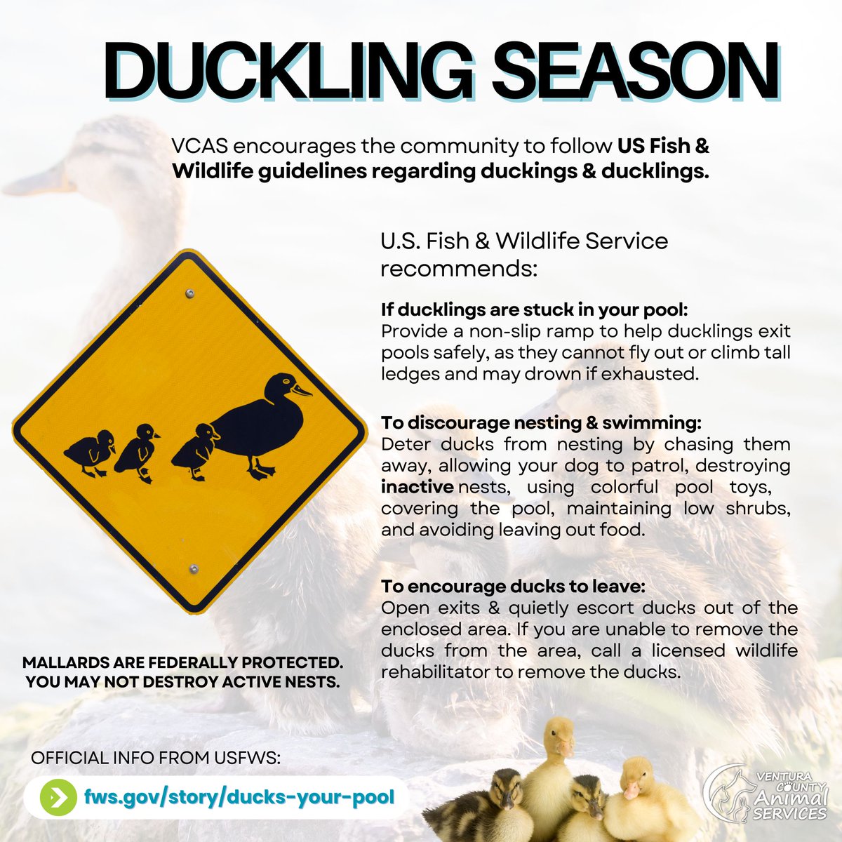 It's baby duckling season! See U.S. Fish & Wildlife Service's guidelines on found ducks & ducklings: fws.gov/story/ducks-yo…