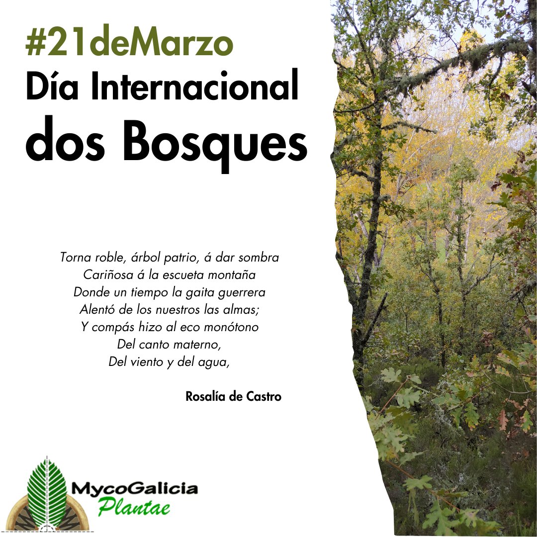 MycoGalicia Plantae tweet media