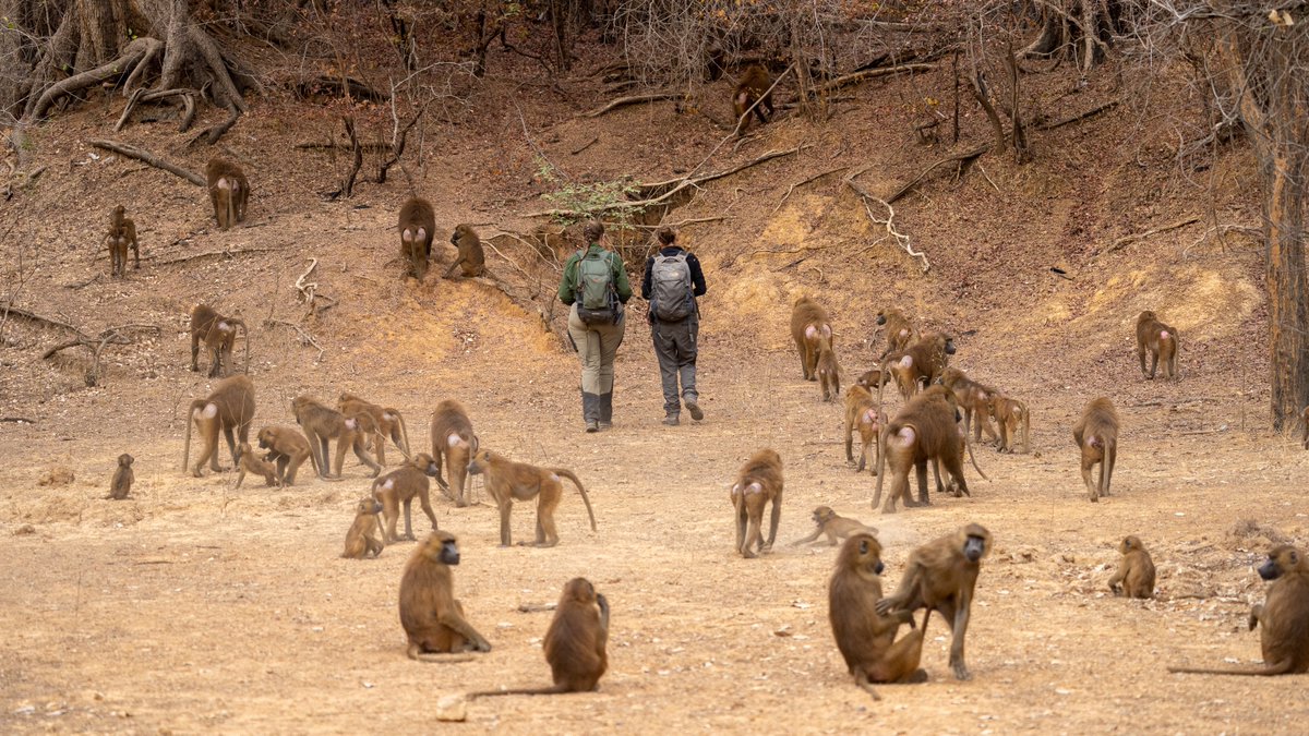 RT! Looking for an exciting opportunity to join a wonderful field team in Senegal as a PAID RESEARCH ASSISTANT? @CrpSimenti is hiring! Explore the lives of wild Guinea baboons in their natural habitat, while gaining proficiency in diverse research methods: bit.ly/3x71DFv