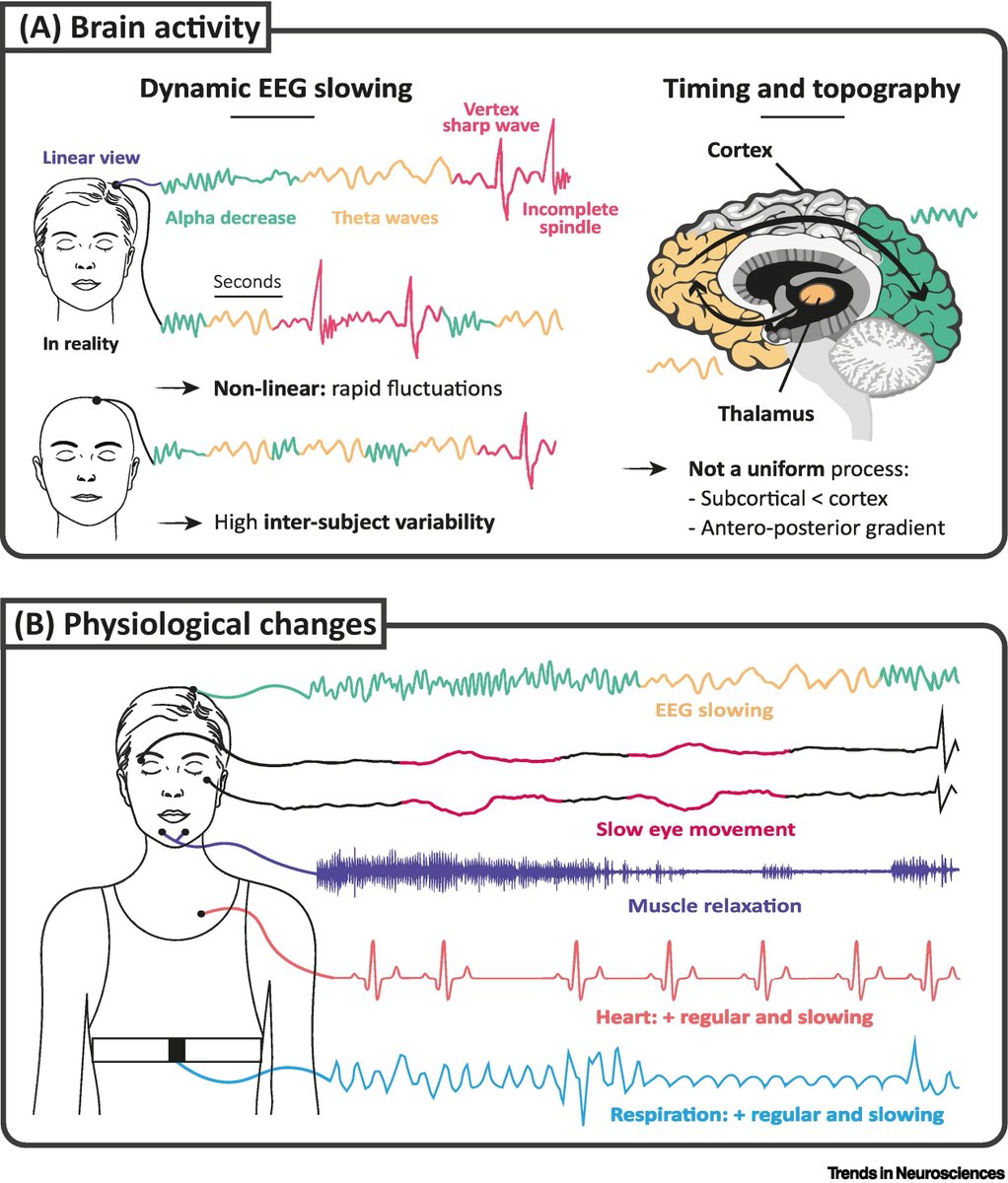 'Embracing sleep-onset complexity' Review article by Célia Lacaux, Mélanie Strauss, Tristan Bekinschtein & Delphine Oudiette @CeliaLacaux @TrikBek @OudietteD cell.com/trends/neurosc…