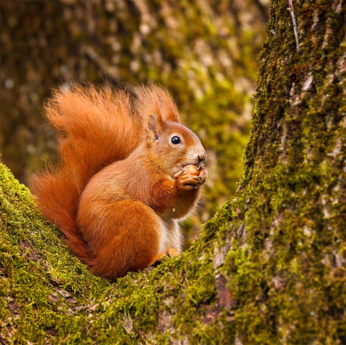 Thursday Teaser💡⁉️

Nine red squirrels are identical in appearance, but one of them is lighter than the rest. How can you make only two measurements on a balance scale to find the lighter squirrel?
(Figure for illustrative purposes only)