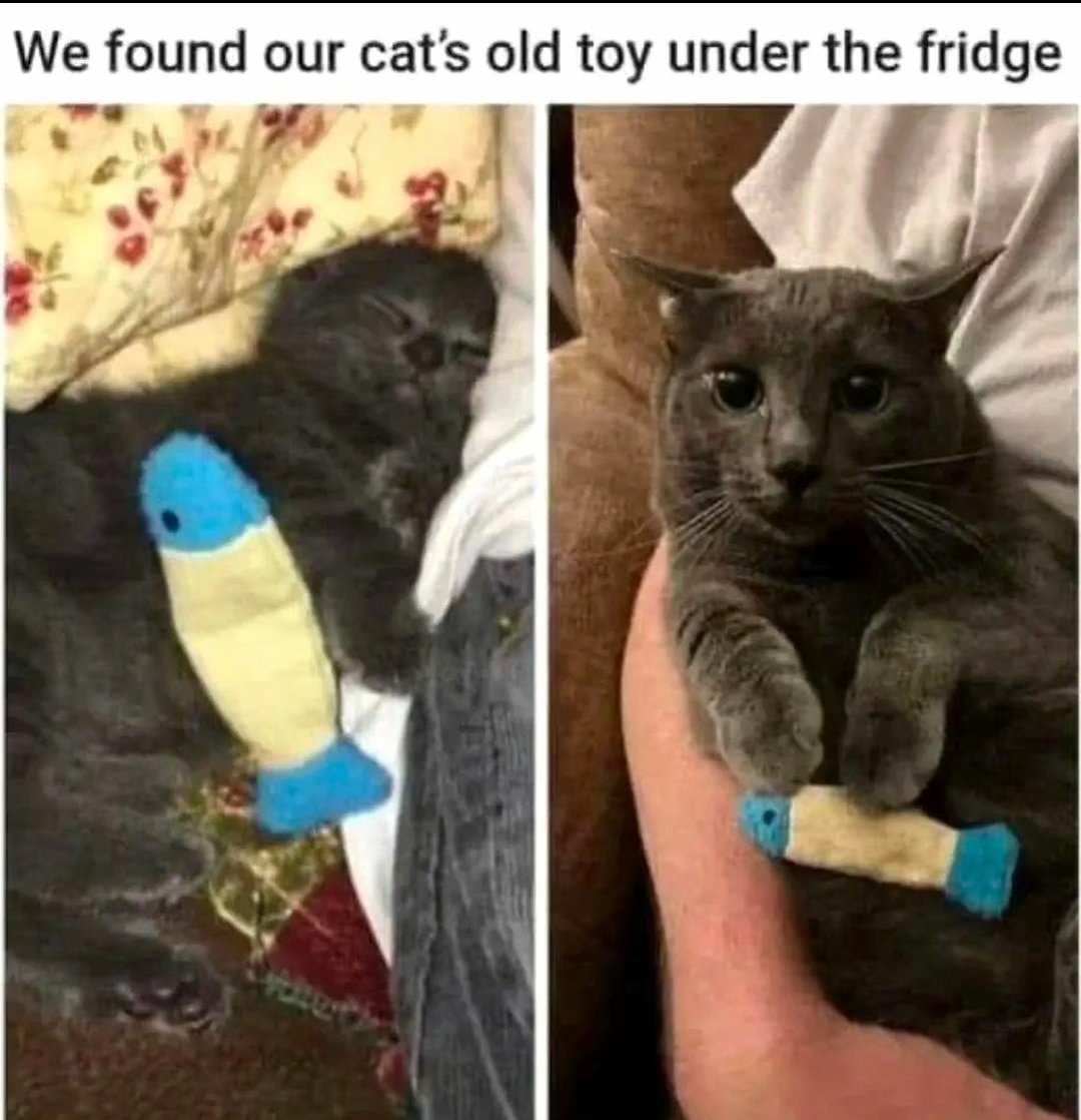 contents that ll heal your depression 🌻 (@catshealdeprsn) on Twitter photo 