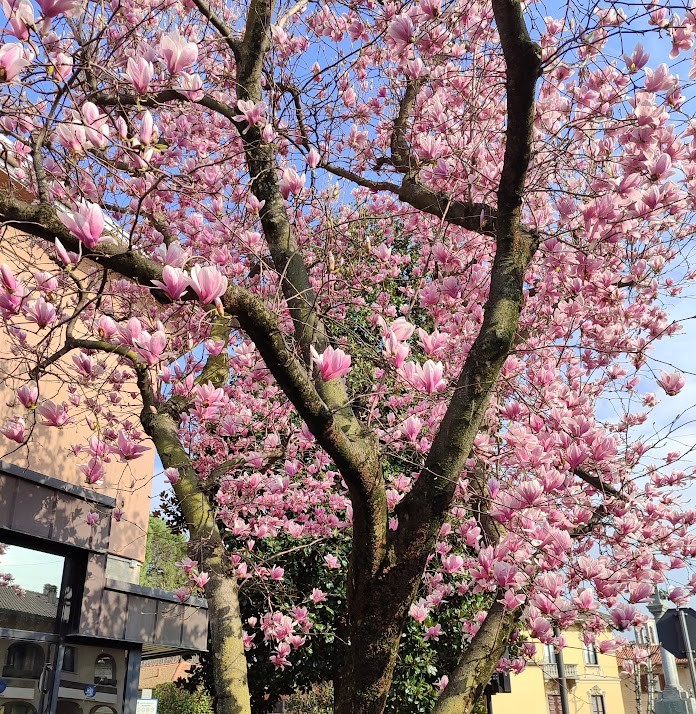 #solbiateolona #21marzo
È una gioia vedere tanti rami nel vento e tanti fiori / prepotenti, sboccianti, è una gran gioia / perché nel sangue pure è #primavera. (Cesare Pavese)