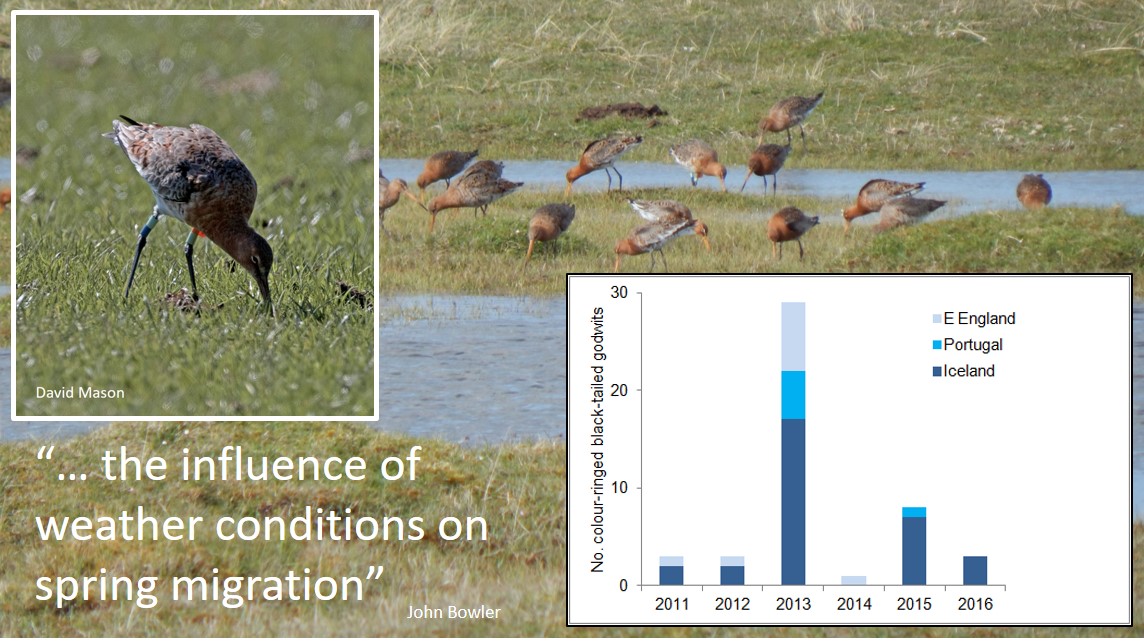 Wind-blown? Please look out for flocks of Black-tailed Godwits in strange places - and check for colour-rings. Blog from 21 March 2017 🎂7⃣ wadertales.wordpress.com/2017/03/21/wai… #waders #shorebirds #ornithology