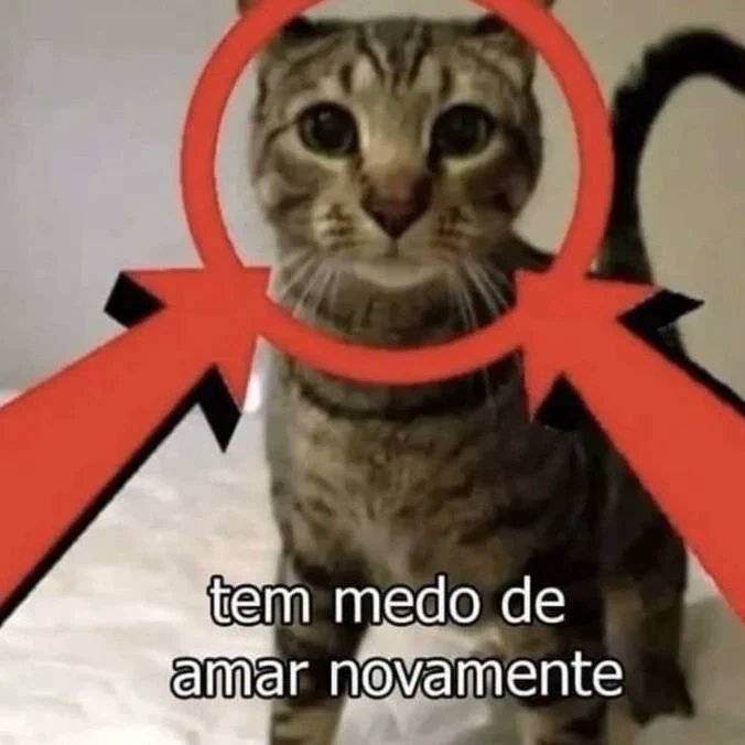 perfil dedicado a gatinhos e peitos (@odeiootaco) on Twitter photo 