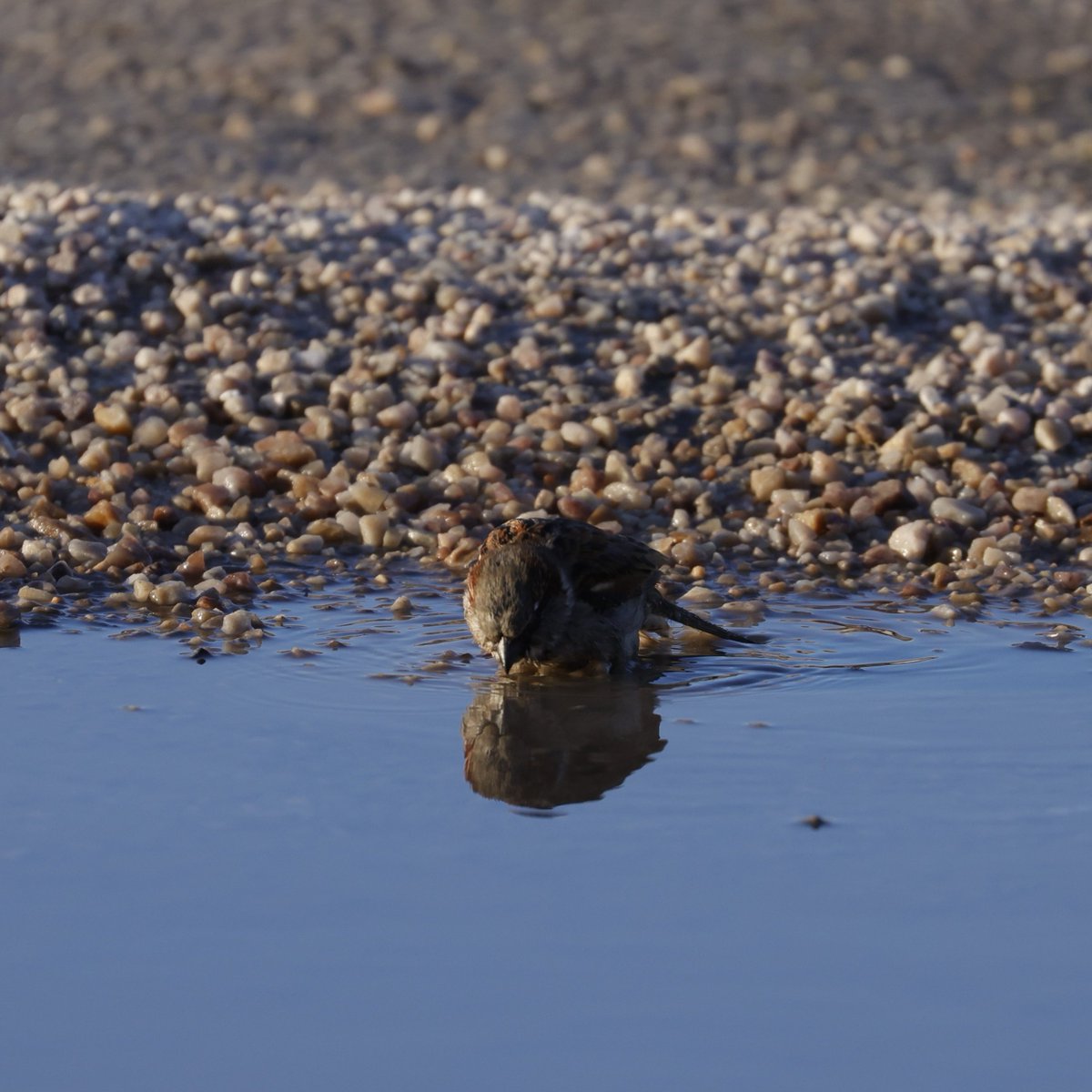 This little Sparrow was having a big old wash in a puddle in the car park after inspecting it's reflection thoroughly first! 😂 It's nice to stop and appreciate the wee birds we see around the Centre, it's not all about Osprey 😬