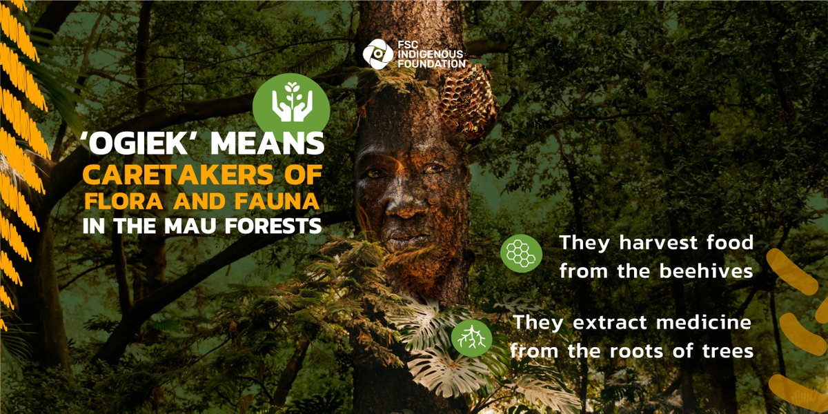 fsc_if's tweet photo. Celebrating #InternationalForestsDay with our 'Indigenous Forests Guardians' campaign. Explore Judith Kipenda's story on the Ogiek People's bond with the Mau forest, pivotal in addressing climate change by reversing deforestation.

#IndigenousForestGuardians https://t.co/27GeSvRmKU