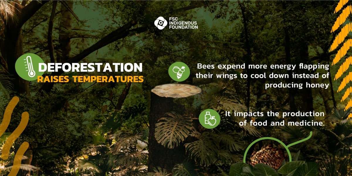 fsc_if's tweet photo. Celebrating #InternationalForestsDay with our 'Indigenous Forests Guardians' campaign. Explore Judith Kipenda's story on the Ogiek People's bond with the Mau forest, pivotal in addressing climate change by reversing deforestation.

#IndigenousForestGuardians https://t.co/27GeSvRmKU