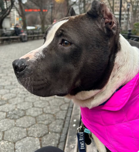 TAPNYACC's tweet photo. Good News!
@muddypawsnyc went shopping at #NYCACC
Love to see our babies out &amp; about
Check out their #AdoptionEvents

Pearl🦪😍💝
As always thank you for every #RT &amp; #Pledge
25 @ohrles 
30 @Chubb66 
https://t.co/lyZuDmubxx https://t.co/cippJH0LzF