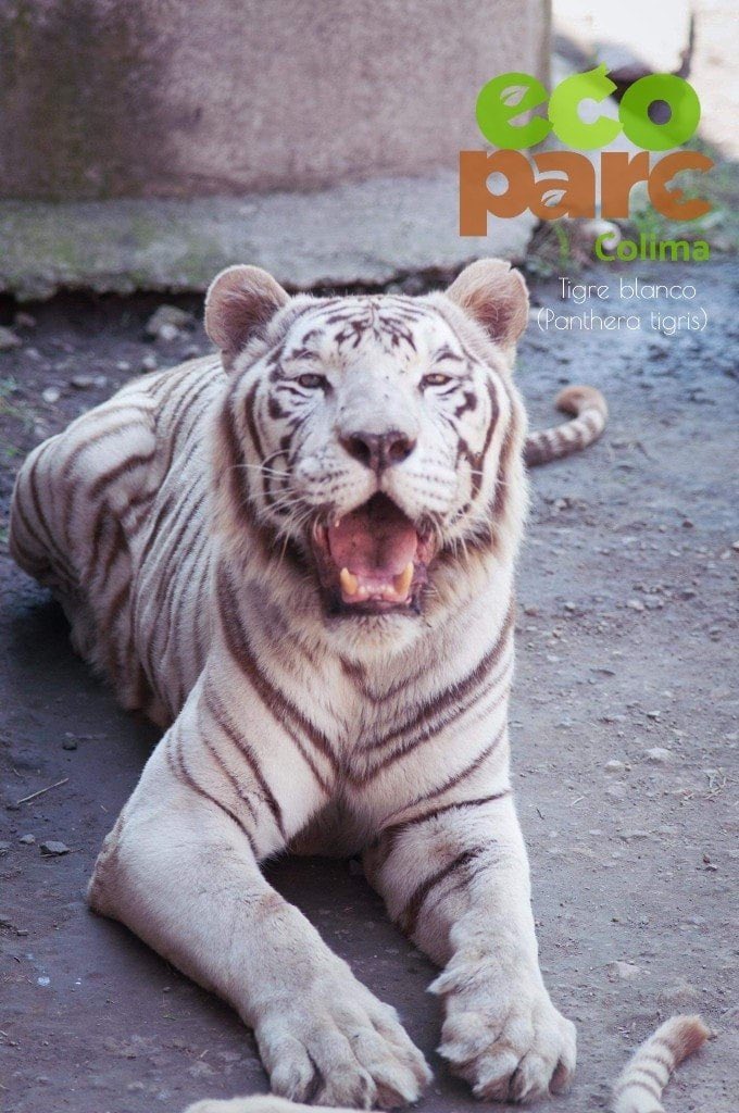 OscarAdrianL's tweet photo. En el Ecoparc –operado por @Ernestozazueta9– NO hay dinero para alimentar a los animales, denuncia una veteriana becaria de ese zoológico ubicado en el ex Parque Regional de Colima.

La empresa sólo les da $500 pesos para comprar verdura para 200 animales tres veces por semana. https://t.co/o49qb6nfV3