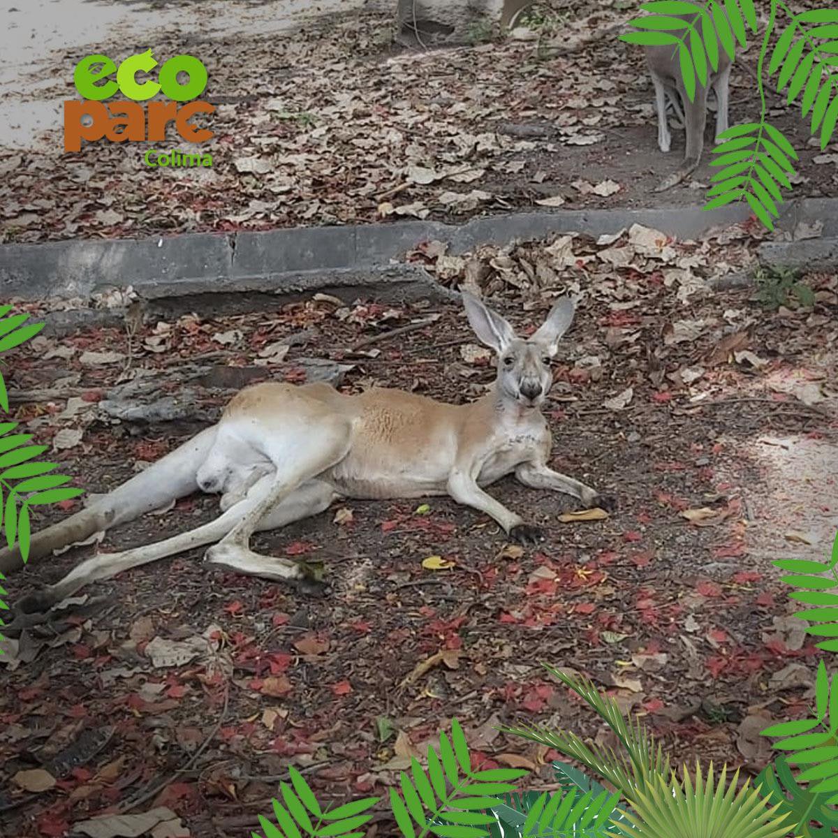 OscarAdrianL's tweet photo. En el Ecoparc –operado por @Ernestozazueta9– NO hay dinero para alimentar a los animales, denuncia una veteriana becaria de ese zoológico ubicado en el ex Parque Regional de Colima.

La empresa sólo les da $500 pesos para comprar verdura para 200 animales tres veces por semana. https://t.co/o49qb6nfV3