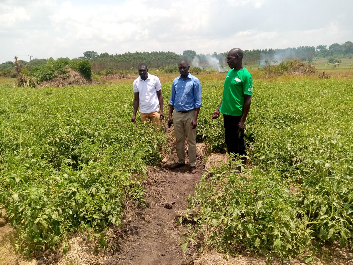 Spent the day in Kayunga district, monitoring and evaluating the progress of our #Airtea project beneficiaries – the dedicated farmer groups. Their hard work and commitment in growing indigenous vegetables under contract arrangements are truly inspiring! @FrankTumwebazek @KKatu