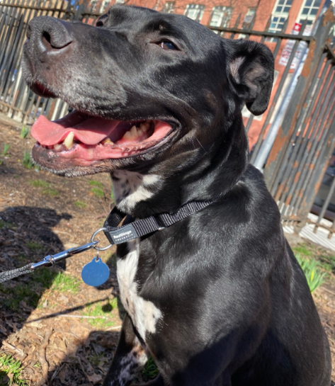 TAPNYACC's tweet photo. Good News!
@muddypawsnyc went shopping at #NYCACC
Love to see our babies out &amp; about
Check out their #AdoptionEvents

Melody🎶😍💝
As always thank you for every #RT &amp; #Pledge
25 @PNW_Desert_SW
https://t.co/lyZuDmubxx https://t.co/a0TPBlPxuF