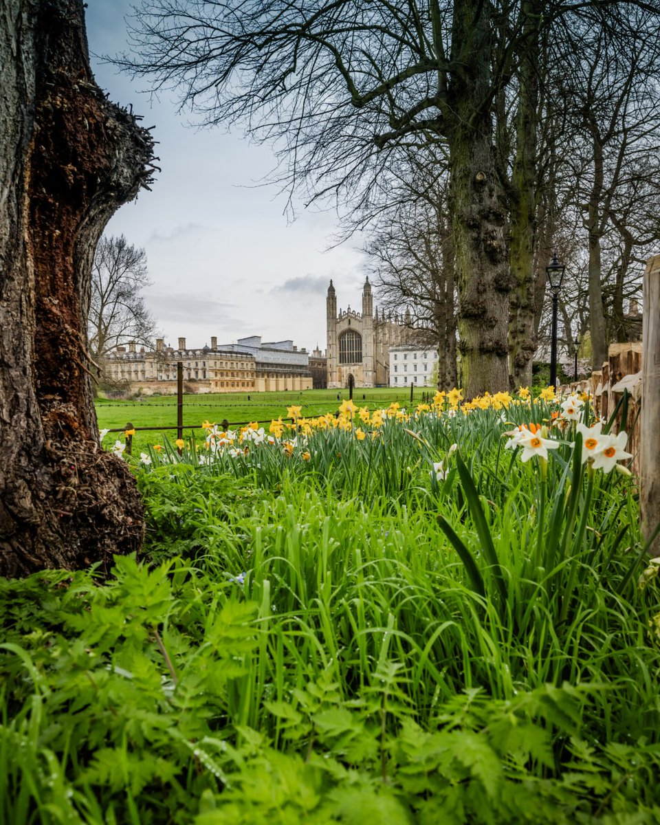 🌼 As the flowers and trees begin to sing, #Cambridge welcomes the arrival of spring 📷 Lloyd Mann