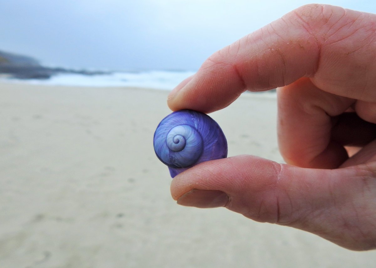 Beachcombing treasure from Vatersay today: a beautiful Violet Sea Snail, our first since the big stranding last August.