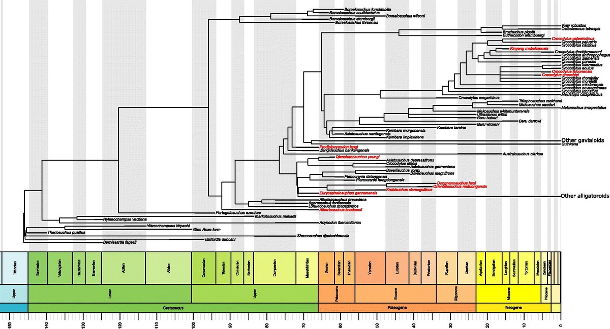Phil Mannion (@pdmannion) on Twitter photo Our new paper <a href="/JournalSystPal/">NHM Journal of Systematic Palaeontology</a>, led by <a href="/NilsChabrol/">Nils Chabrol</a>, revising the extinct South Asian species Crocodylus palaeindicus, with implications for its relationship with the mugger crocodile and crocodyloid evolution (with <a href="/amjukar/">Dr. Advait M. Jukar</a> + Rajeev Patnaik) 🐊 <a href="/ES_UCL/">EarthSciences UCL</a> tandfonline.com/doi/full/10.10… Our new paper <a href="/JournalSystPal/">NHM Journal of Systematic Palaeontology</a>, led by <a href="/NilsChabrol/">Nils Chabrol</a>, revising the extinct South Asian species Crocodylus palaeindicus, with implications for its relationship with the mugger crocodile and crocodyloid evolution (with <a href="/amjukar/">Dr. Advait M. Jukar</a> + Rajeev Patnaik) 🐊 <a href="/ES_UCL/">EarthSciences UCL</a> tandfonline.com/doi/full/10.10…