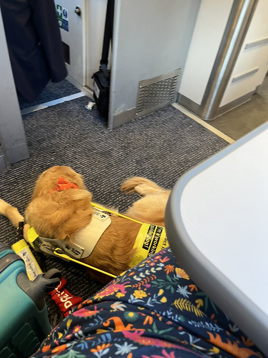 Me on my booking “I need space for my assistance dog” Me at the station “I need space for my assistance dogs this is my booking” Me on the train “I need space for my assistance dog” Staff “your carriage is busy you can go here” In the aisle next to the buffet car. Me 🫠