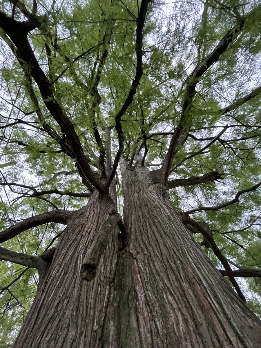 This is the Bald Cypress #Tree @ClimateMayors Chair @MayorBibb wants cut down at #Cudell Commons Park  to make room for his new @CLEMetroSchools building & parking lot. #ForestDay #IntlForestDay #ForestDay #Forests #TrillionTrees @FAOForestry @sustainableCLE