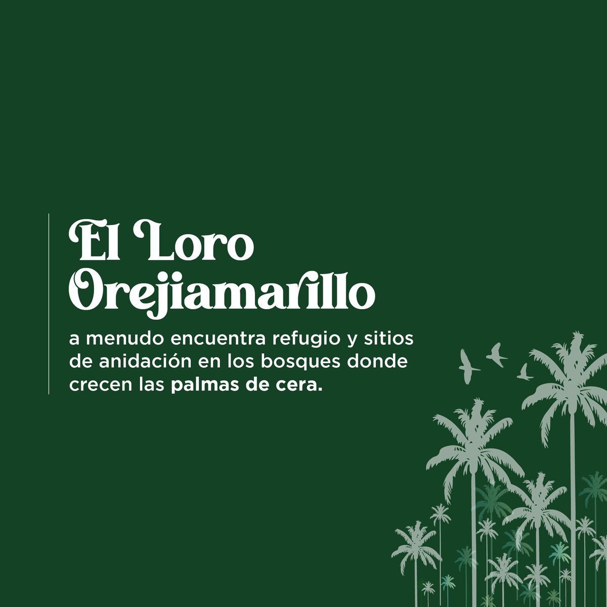 🍃 Te invitamos a unirte a la campaña: #ReconcíliateConLaNaturaleza.

❌🌴 No uses Palma de Cera (𝐶𝑒𝑟𝑜𝑥𝑦𝑙𝑜𝑛 𝑞𝑢𝑖𝑛𝑑𝑖𝑢𝑒𝑛𝑠𝑒), escoge opciones que protejan a nuestras especies como el Loro Orejiamarillo (𝑂𝑔𝑛𝑜𝑟ℎ𝑦𝑛𝑐ℎ𝑢𝑠 𝑖𝑐𝑡𝑒𝑟𝑜𝑡𝑖𝑠).🦜