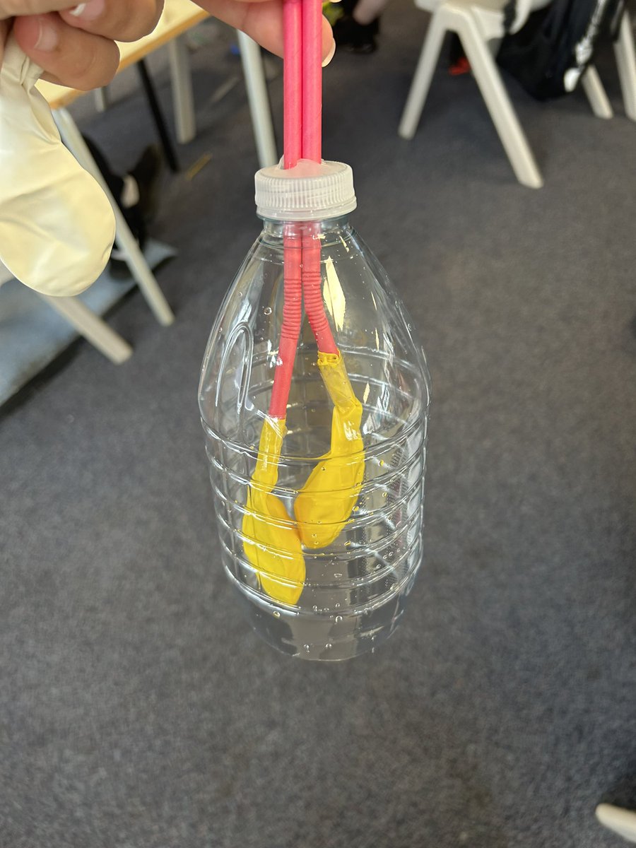 waldron_miss's tweet photo. We made some respiratory systems today!🫁🧑🏼‍🔬🔬🧬

Complete with trachea, throat, lungs and even a rib cage! Primary 6 can now successfully identify and explain the function of the different parts of the respiratory system🫁👩🏽‍🔬🫀 https://t.co/Xu6mA8iwBe