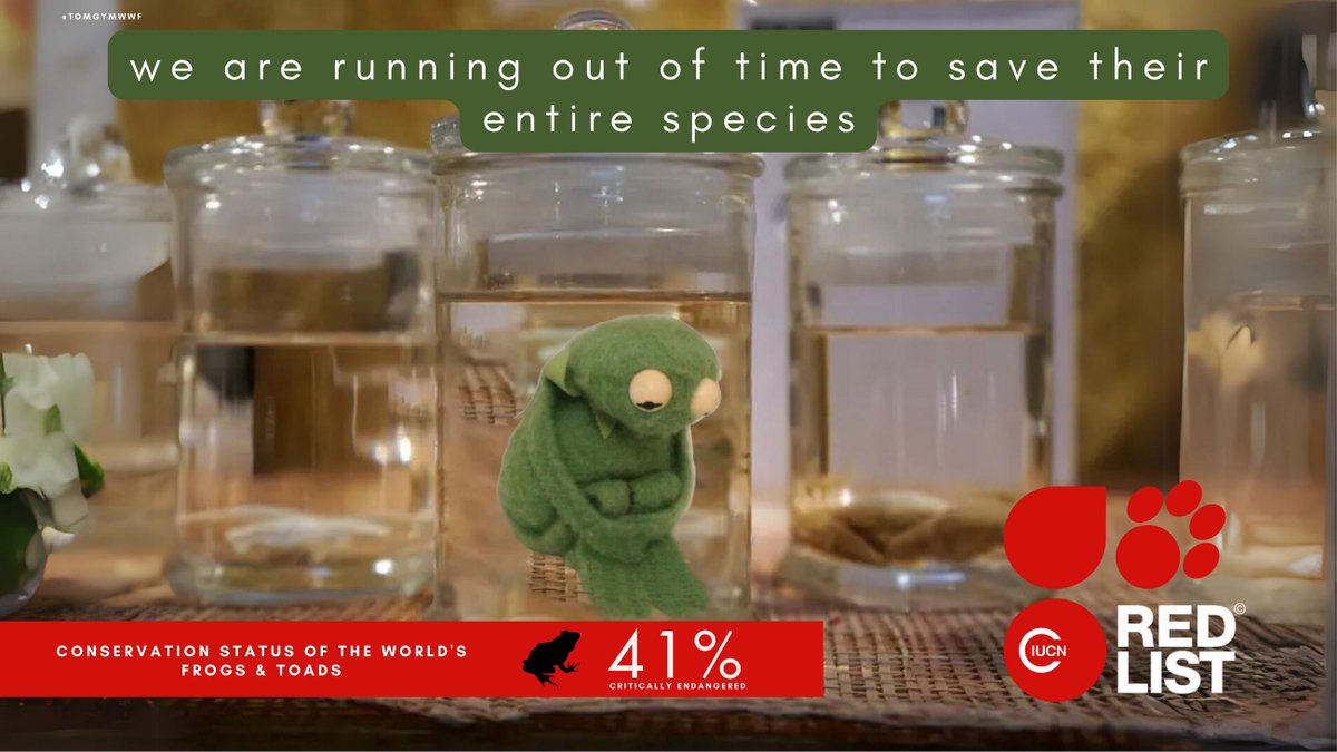 4/  Kermit's Last Stand
@OneMinuteBriefs | #Puppets | #WorldPuppetryDay |  @IUCNRedList | #Muppets | #ClimateEmergency | #Biodiversity | #WorldFrogDay | #Nature | #Amphibians | #Kermit | #endangeredspecies