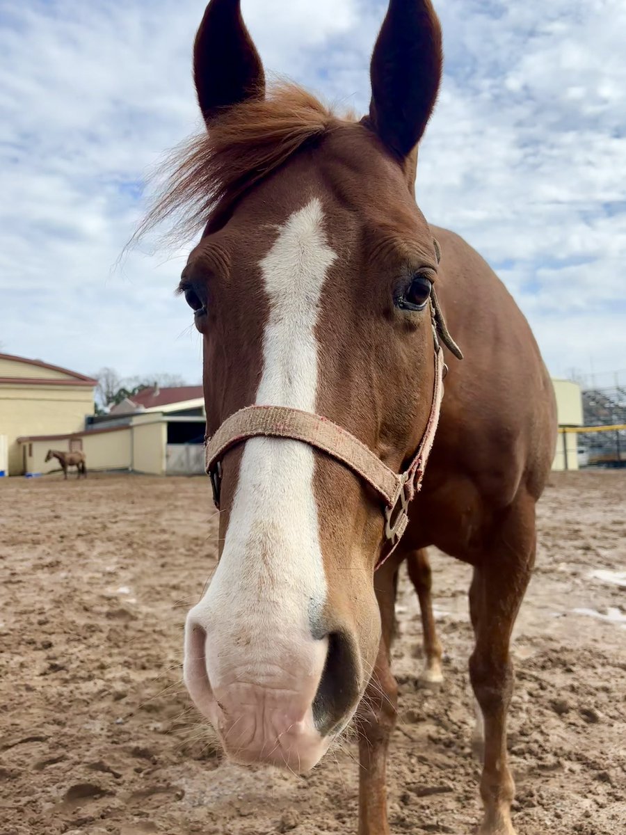 Spring has sprung, and the #horsesofhalifax are blooming with joy! 🌸🐴

#FirstDayOfSpring #HelloSpring 
#horsesofhalifax #BuildingBetterLives #horselove #nonprofit #equestrian #urbanbarn