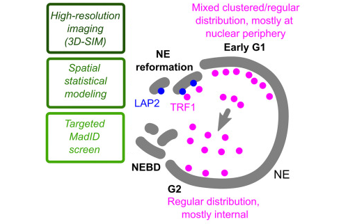 Non-random spatial organization of telomeres varies during the cell cycle and requires LAP2 and BAF 🧬🔬 @olivier_debora #SoniaStinus @CrabbeLab @AndreyLab_fr @LabOptBio @CbiToulouse @ijpb_fr ▶️doi.org/10.1016/j.isci…