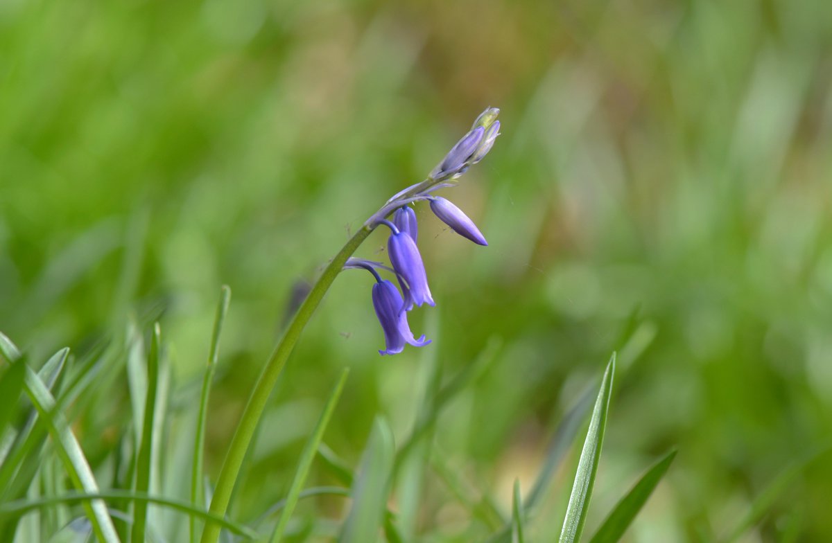 My first Bluebell of the year!