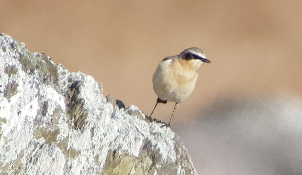 Quite a few Wheatear around the Healy Pass yesterday. Always lovely seeing the first of these southern African migrants each year #spring #migration #CoCork