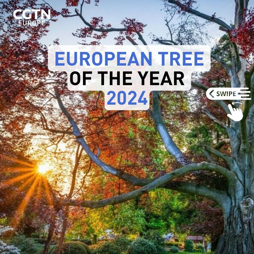 CGTN Europe tweet media