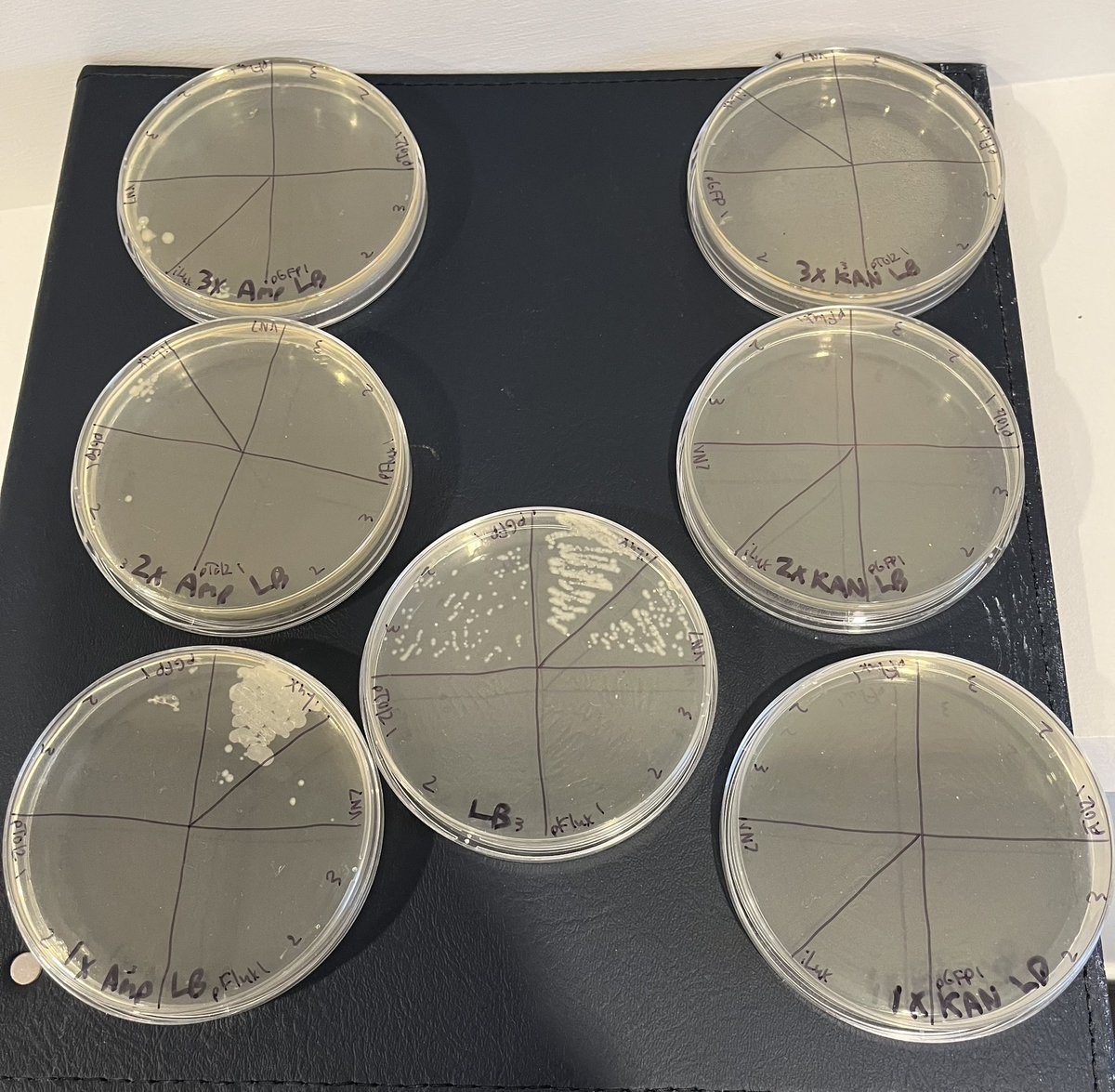 #DIYbio Antibiotic selection appears to be working from old freezer stocks, but I’ll be making plates and growth media fresh moving forward. Interesting, not all strains seem to have lost all viability after several months at 4C.
