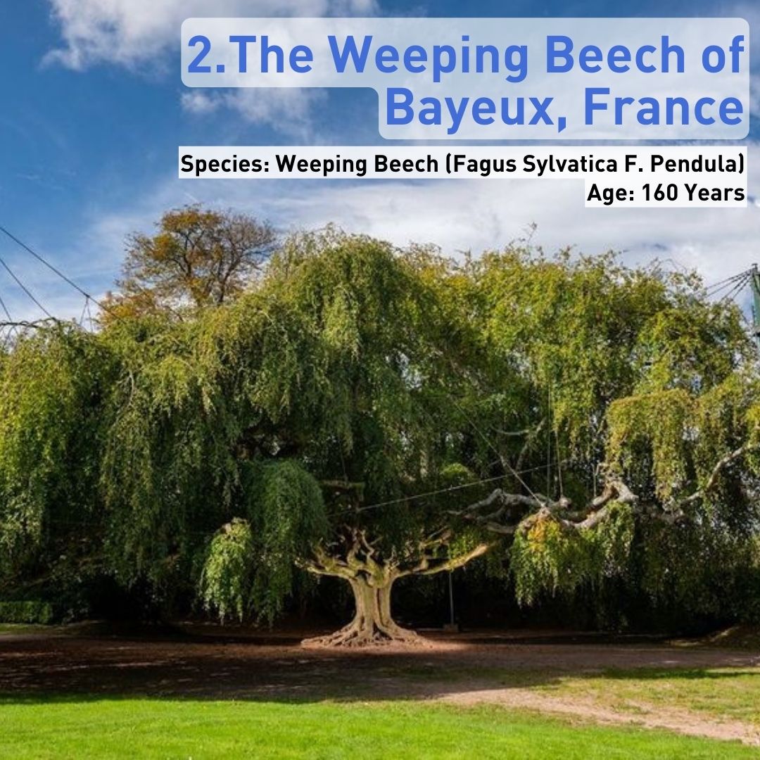 CGTN Europe tweet media