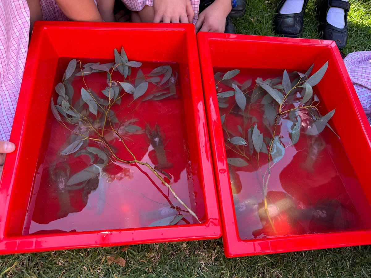 I experienced my very first #YabbyRace at the village school of Manildra, Australia. Early in the morning, the kids caught these crayfish in local creeks, where they will be returned after school. The first yabby to leave the circle wins, and the proceeds go to charity.