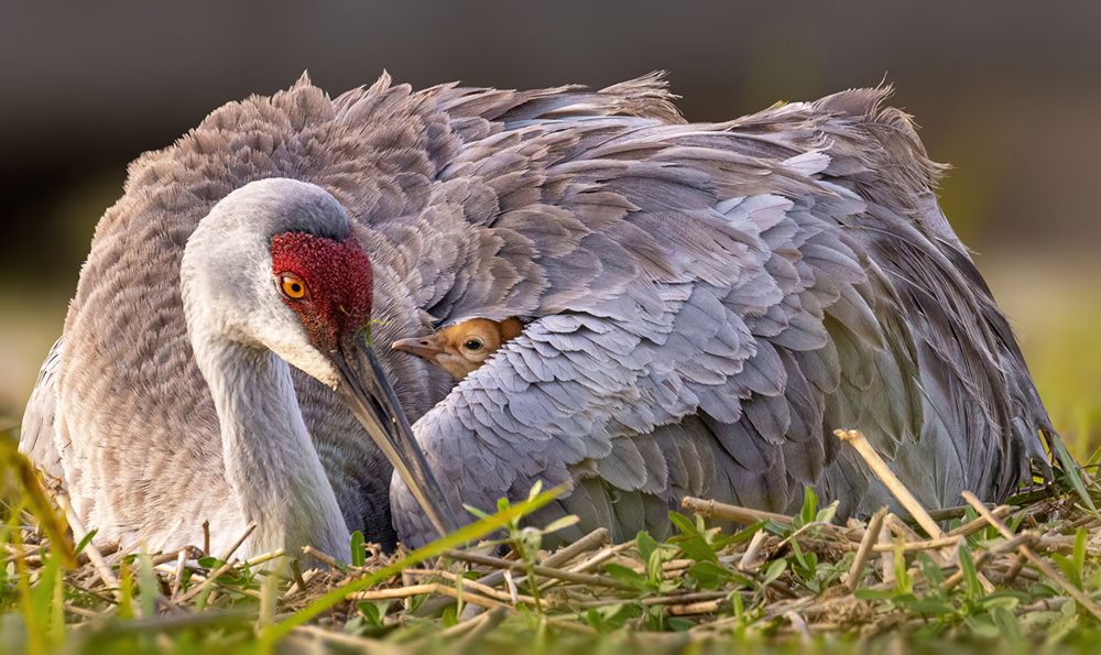 4/24-28 unleash your inner bird expert and photographer at the Florida Birding & Photo Fest in St. Augustine! 📸 'Tucked In' by Robert Gloeckner, 2023 Florida's Birding & Photo Fest 1st Place Legacy Photo Contest Winner #floridashistoriccoast bit.ly/3qIF3ge