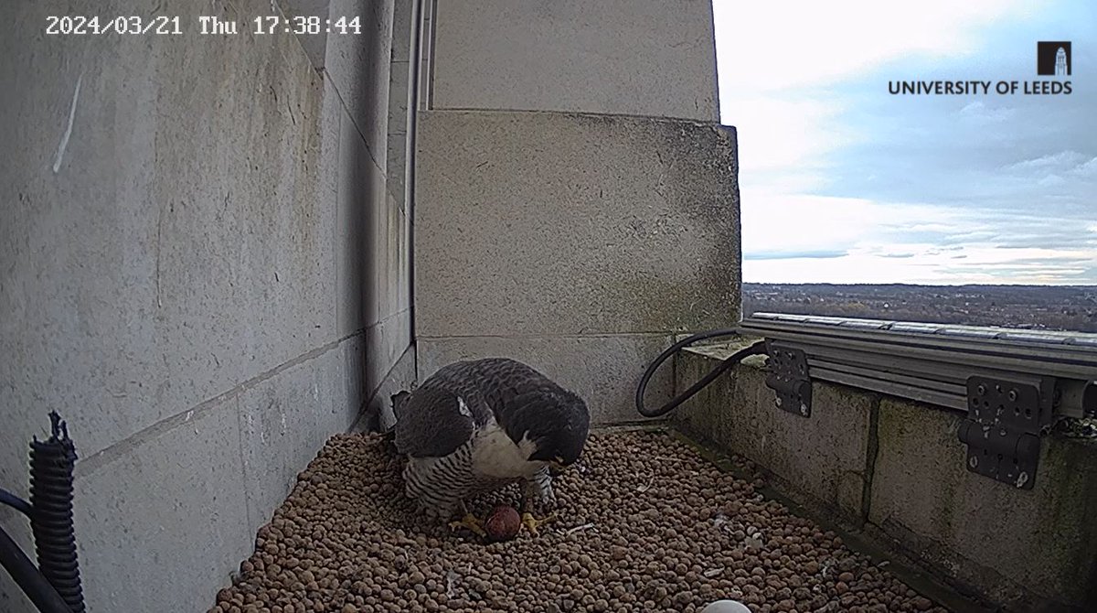Peregrine fans will be excited to hear that the first @UoLperegrine egg of the year has been laid on Parkinson Tower! 🥚 You can read more about the peregrines and watch the webcam yourself at sustainability.leeds.ac.uk/our-work/biodi…