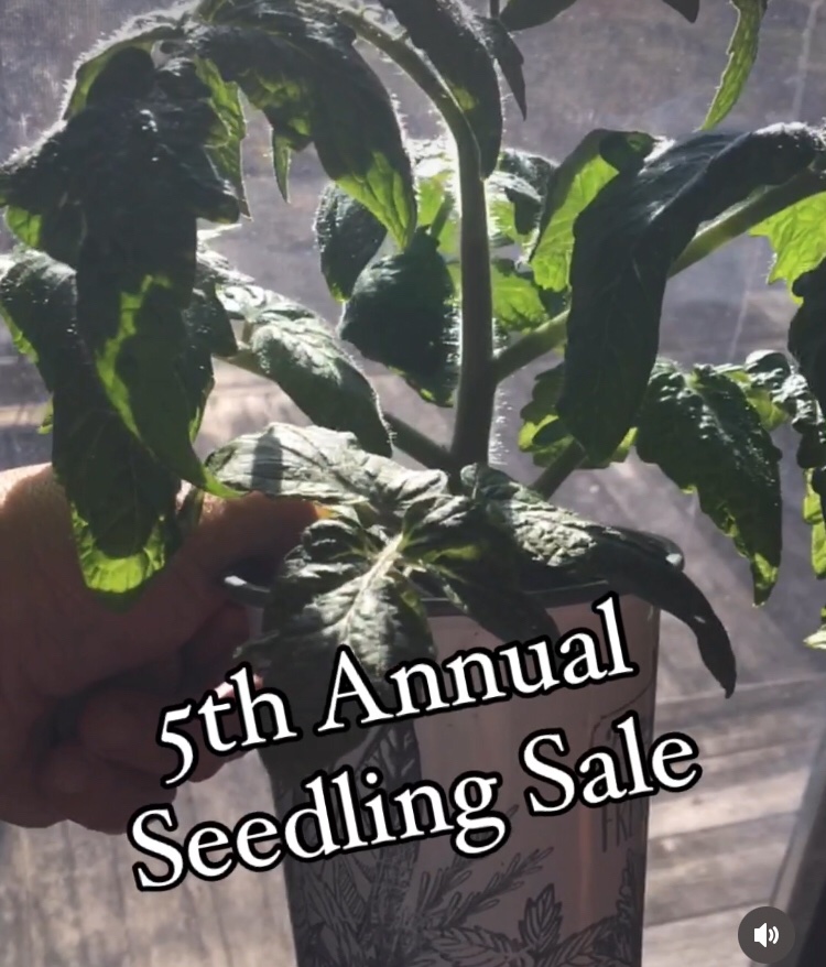 Seedling Sale order deadline coming up next week: 
🍅 60 Tomato Varieties 
🌶 10 Pepper Varieties 
to choose from.

Message for a complete list.  Prices remain the same as my first sale 5 years ago. Pickup in the Markdale area.
#NotYourRegularRedTomato