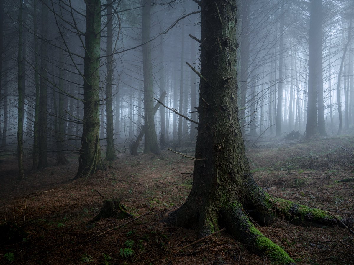 “Jurassic” A shot from yesterday. #woodland #photography @OPOTY @UKNikon