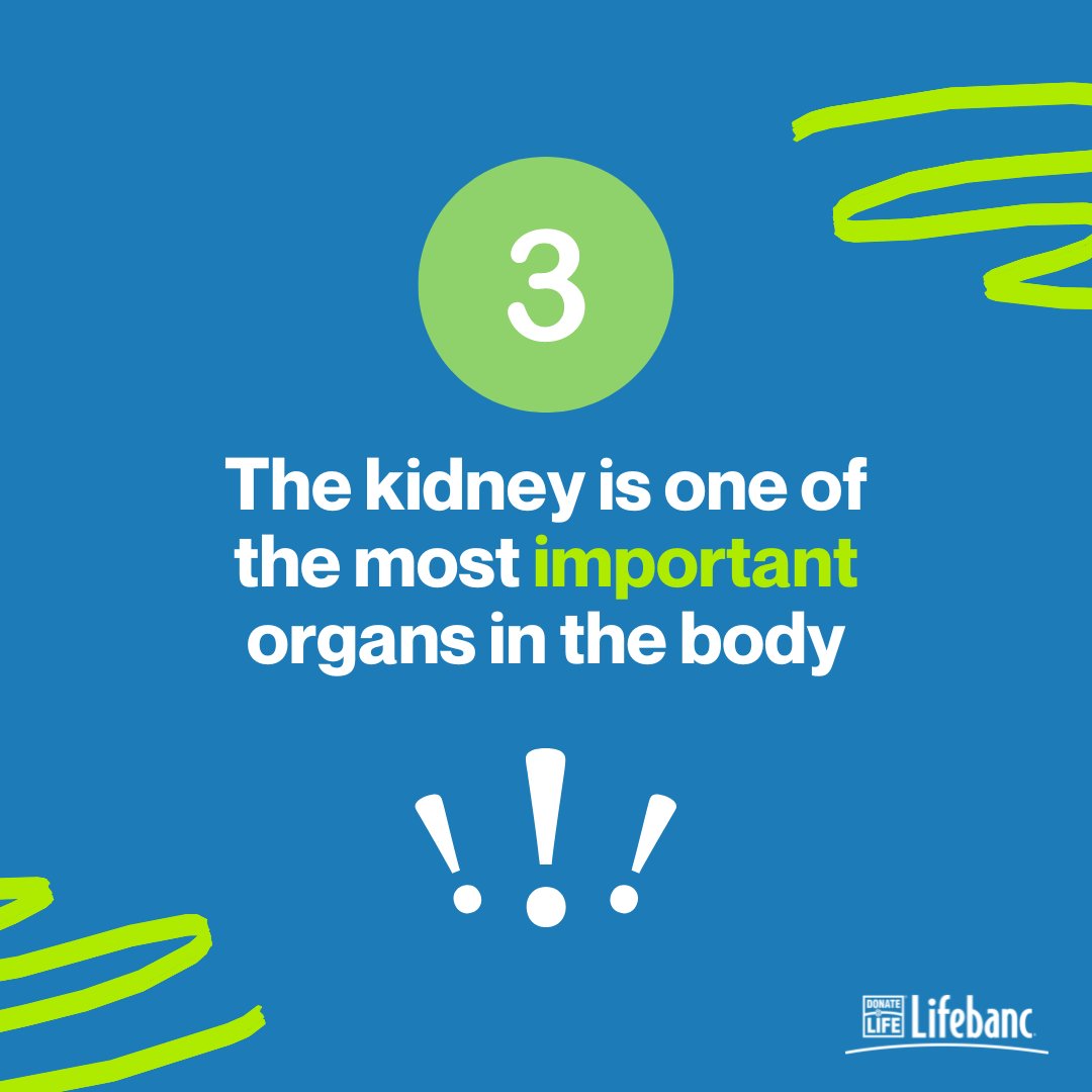 Your kidneys have many important functions and are vital to your body's other important systems. In honor of #WorldKidneyDay, here are facts about the kidney you might not know ➡️ #donatelife #kidneyhealth #lifebanc #organdonation