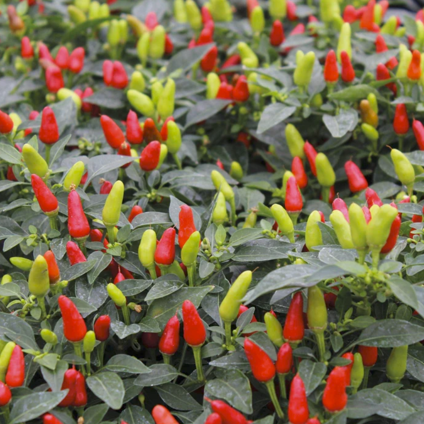 Mr Fothergills Seeds tweet media