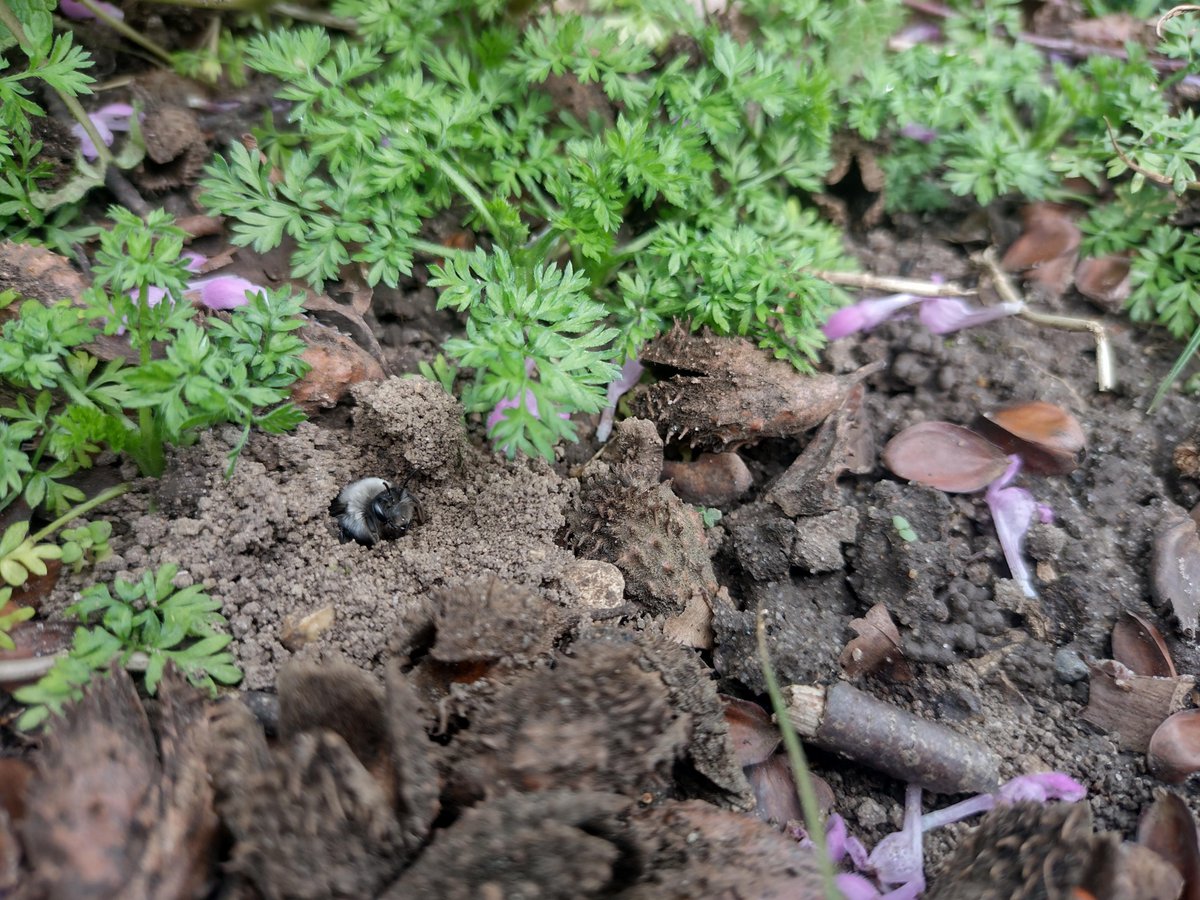 An excellent few weeks' birding and bee-ing, with patch ticks including inland Rock Pipit and nocmig Common Scoter over Bowthorpe, the Coues's Arctic Redpoll at West Raynham with @Gunnynaturalist and then @keith_langdon's Grey-backed Mining Bees in Norwich today!