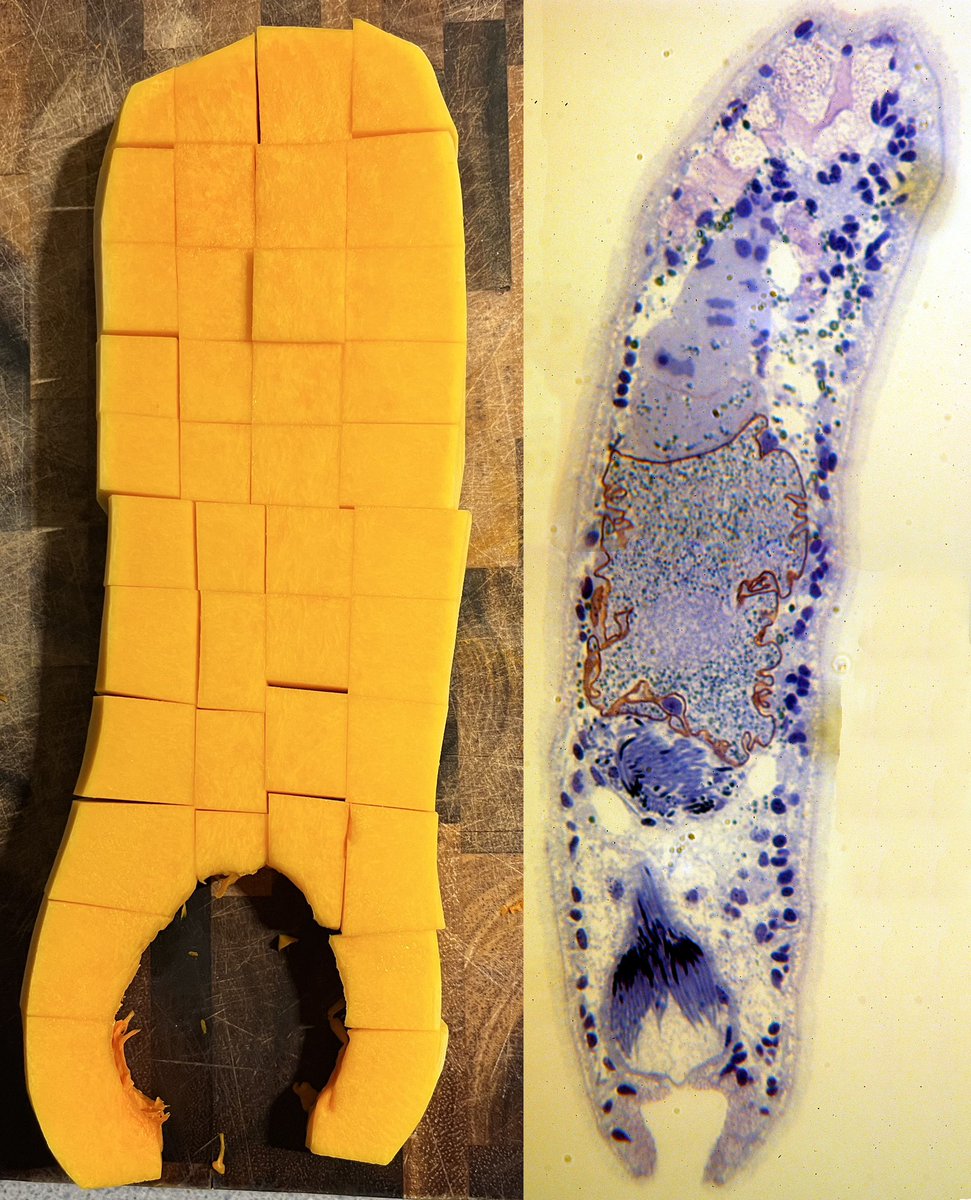 HoogeMatt's tweet photo. Histology: Butternut Squash vs Diopisthoporus lofolitis https://t.co/5Ci0MKmtpZ